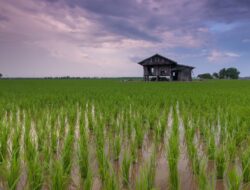 Program Cetak Sawah Lahan Padi Dipastikan Kementan akan Mulai pada Oktober 2024