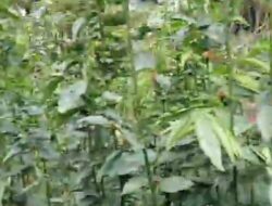 Tak Hanya Mengatasi Asam Lambung, Ini Sederet Manfaat Konsumsi Daun Katuk Bagi Kesehatan