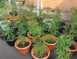 Polisi Temukan Puluhan Pohon Ganja saat Gerebek Sebuah Rumah di Cengkareng