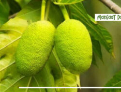 Ini 5 Manfaat Daun Sukun Bagi Kesehatan, Diantaranya Turunkan Gula Darah