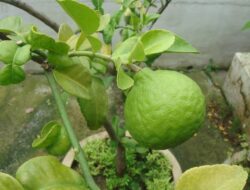 Ini Lima Manfaat Daun Jeruk Purut Bagi Kesehatan
