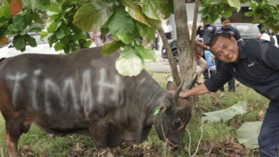 PT Timah Salurkan Ratusan Hewan Kurban di Empat Provinsi Jelang Idul Adha 2025