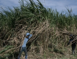 Pemerintah Salurkan KUR Hingga Rp500 Juta untuk Petani Tebu
