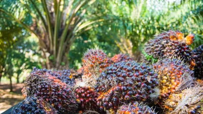 Bea Keluar CPO November Ditetapkan $124 per MT, Ini Penyebab Kenaikan HR CPO