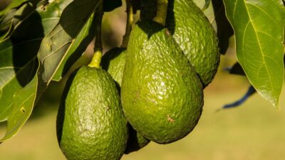 Belum Banyak Yang Tahu, Ternyata Buah Alpukat Bisa Atasi Asam Lambung