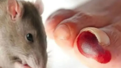 Dokter Ungkap Gejala Mematikan Infeksi Virus Hanta dari Kotoran Tikus