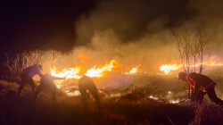 Kebakaran Hutan Gunung Bromo Hanguskan 520 Hektare Lahan, Akses Wisata Ditutup Total